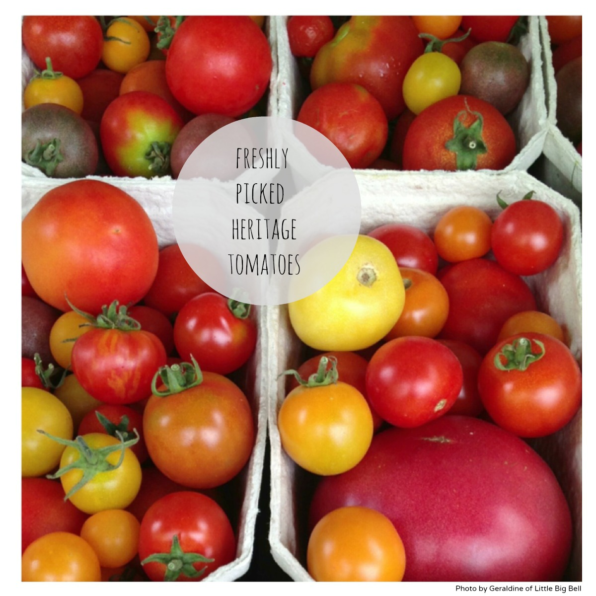 Heritage-tomatoes-Daylesfor-organic-farm