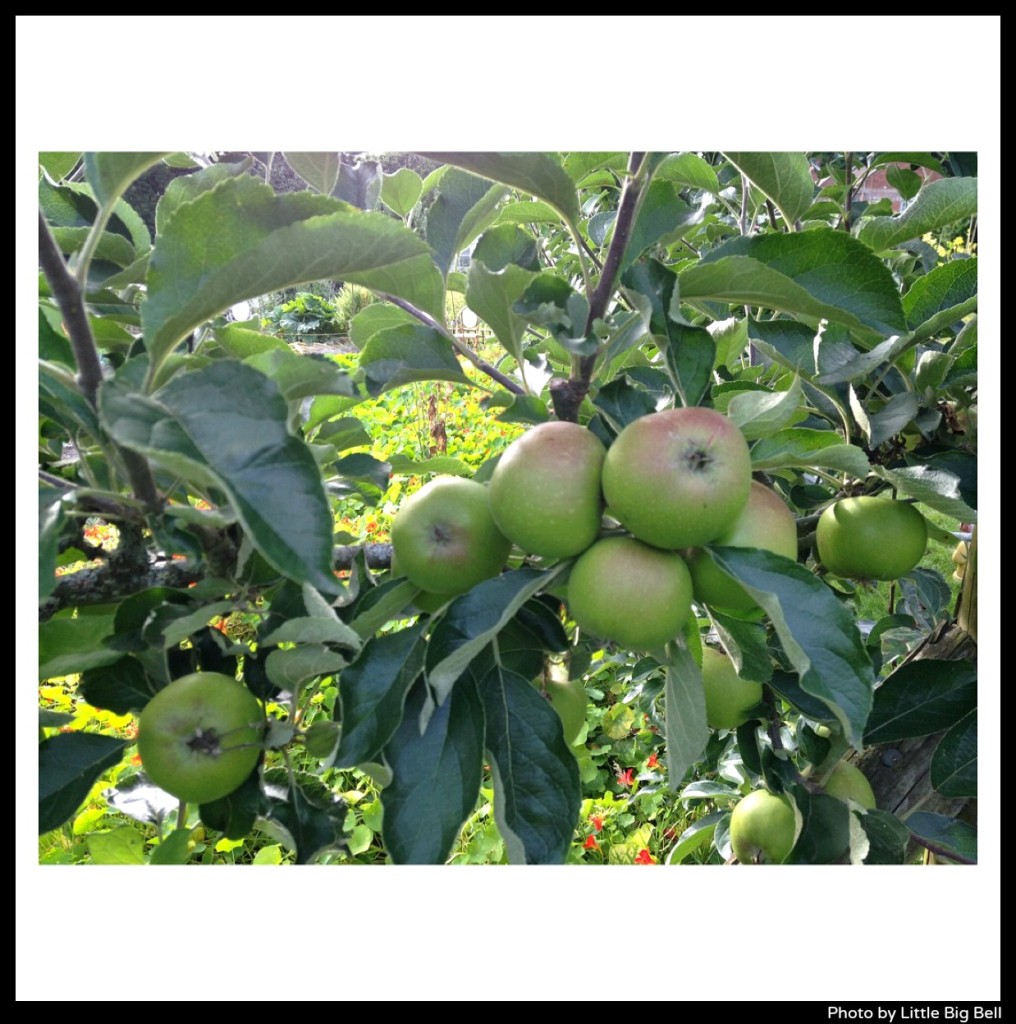 Apples-at-Pythouse-walled-gardens-Little-Big-Bell