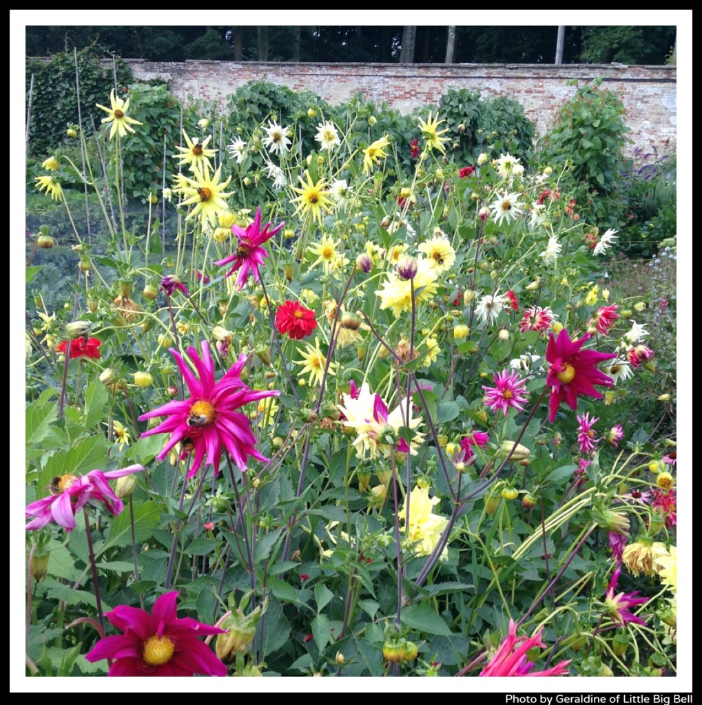 Pythouse-walled-garden-flowers-Little-Big-Bell-blog