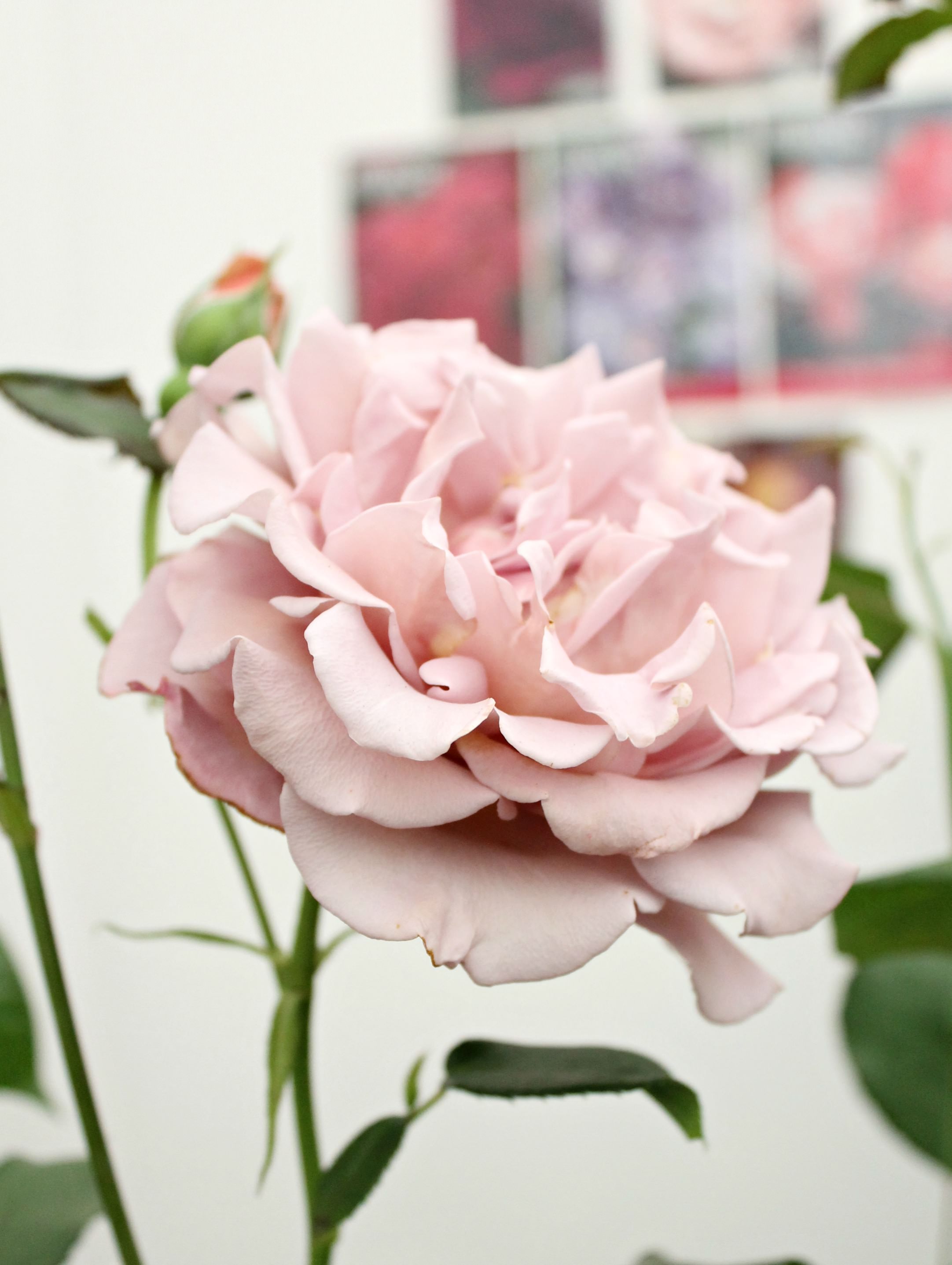 Koko-Loko-rose-photo-by-Little-Big-Bell
