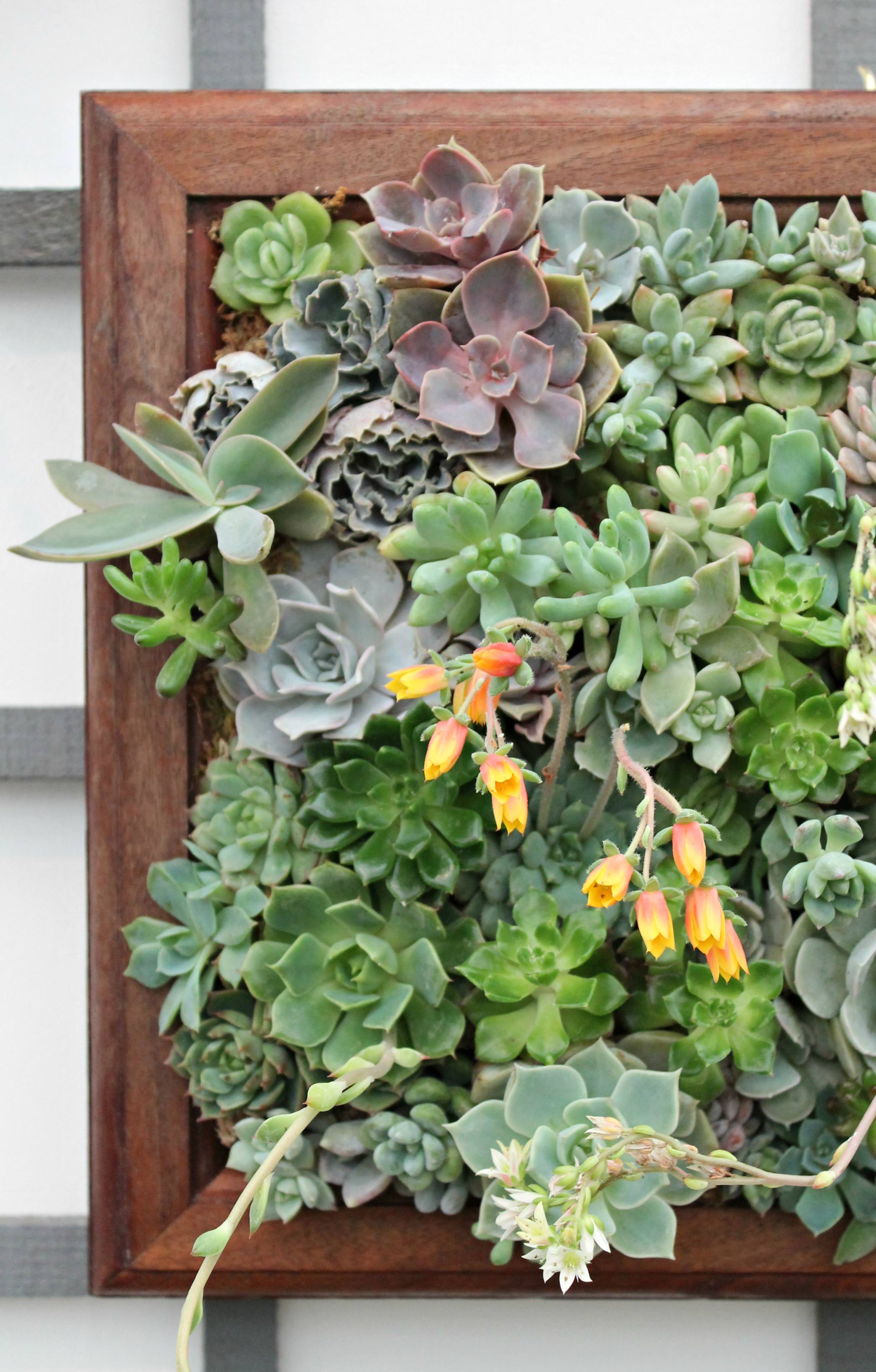 Succulent-wall-blueleaf-plants-photo-by-Little-Big-Bell