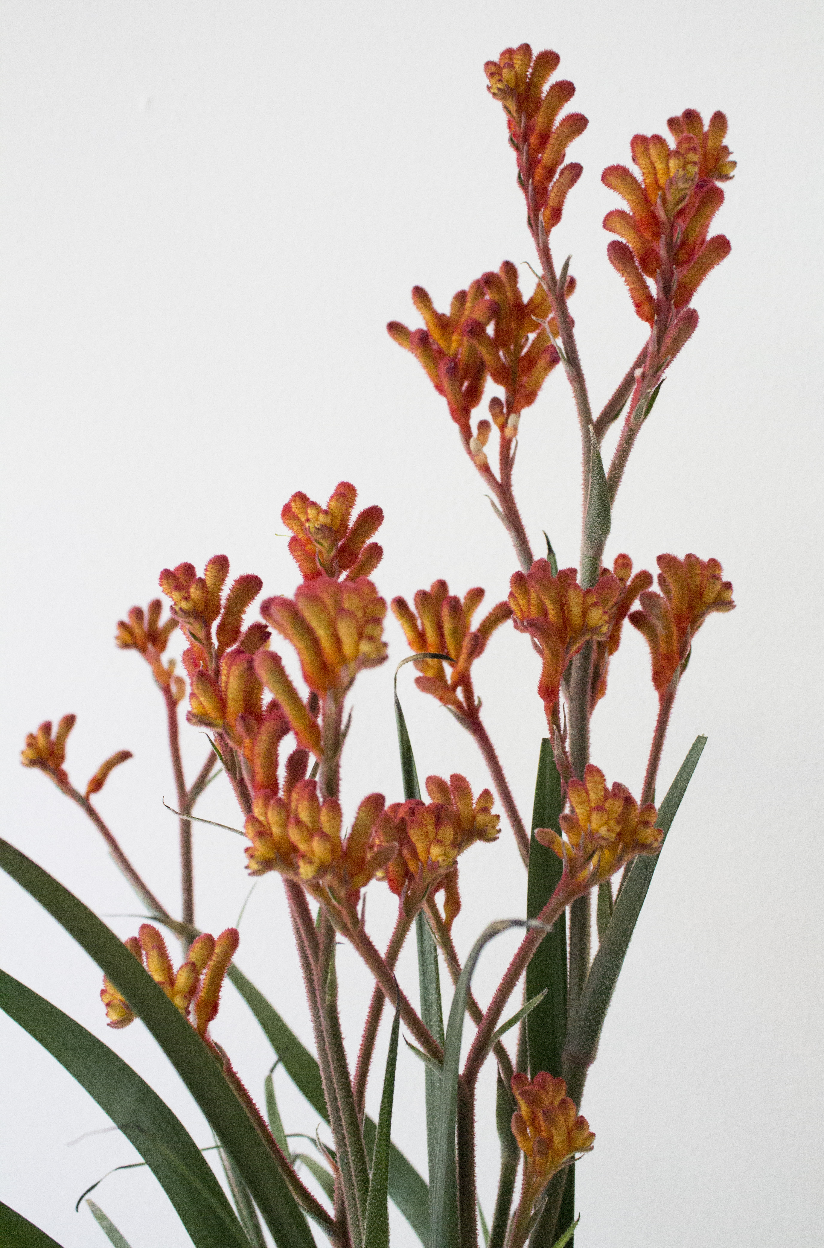 Anigozanthos-houseplant-of-the-month-photo-by-Little-Big-Bell