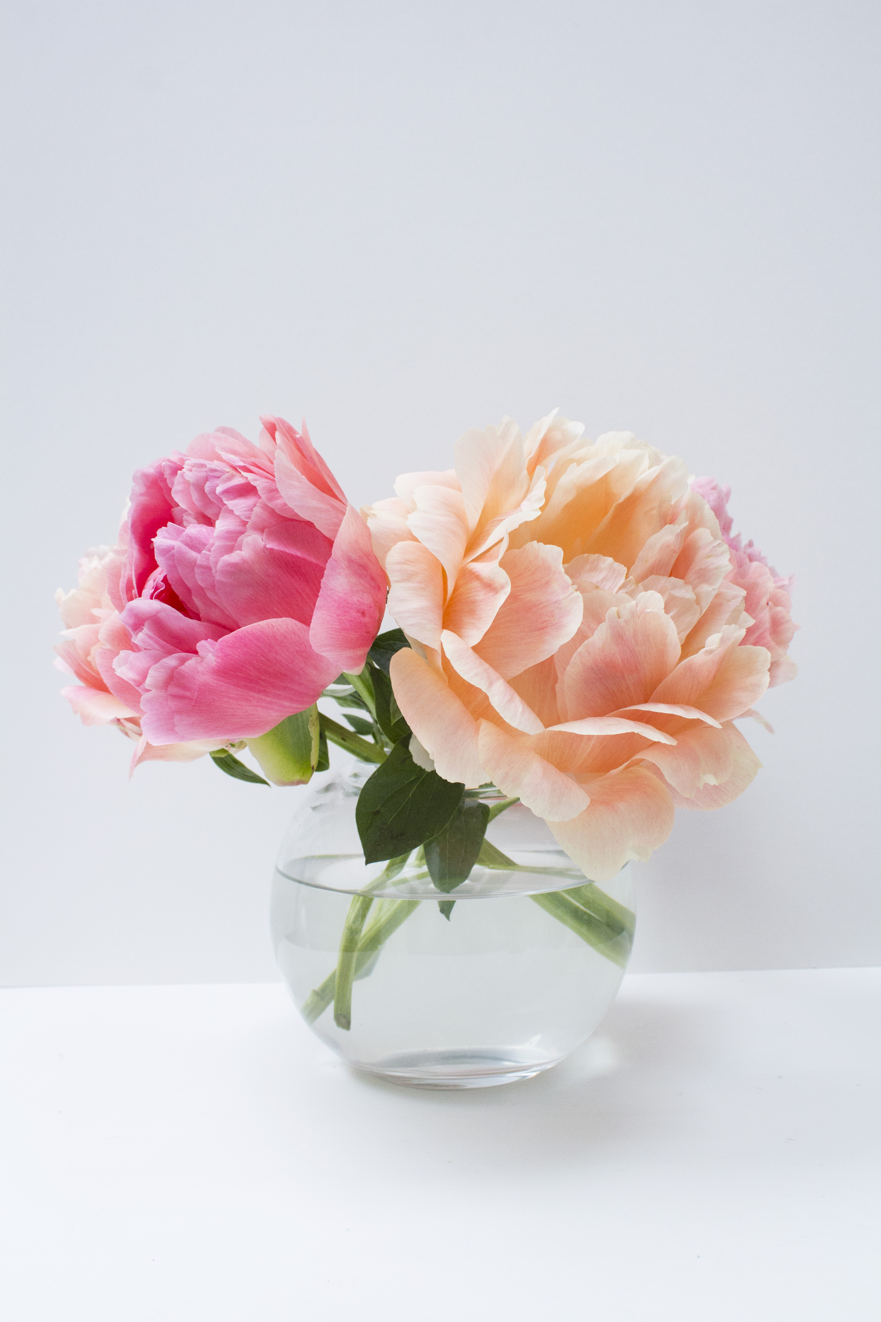 Coral-Sunset-peonies-Little-Big-Bell