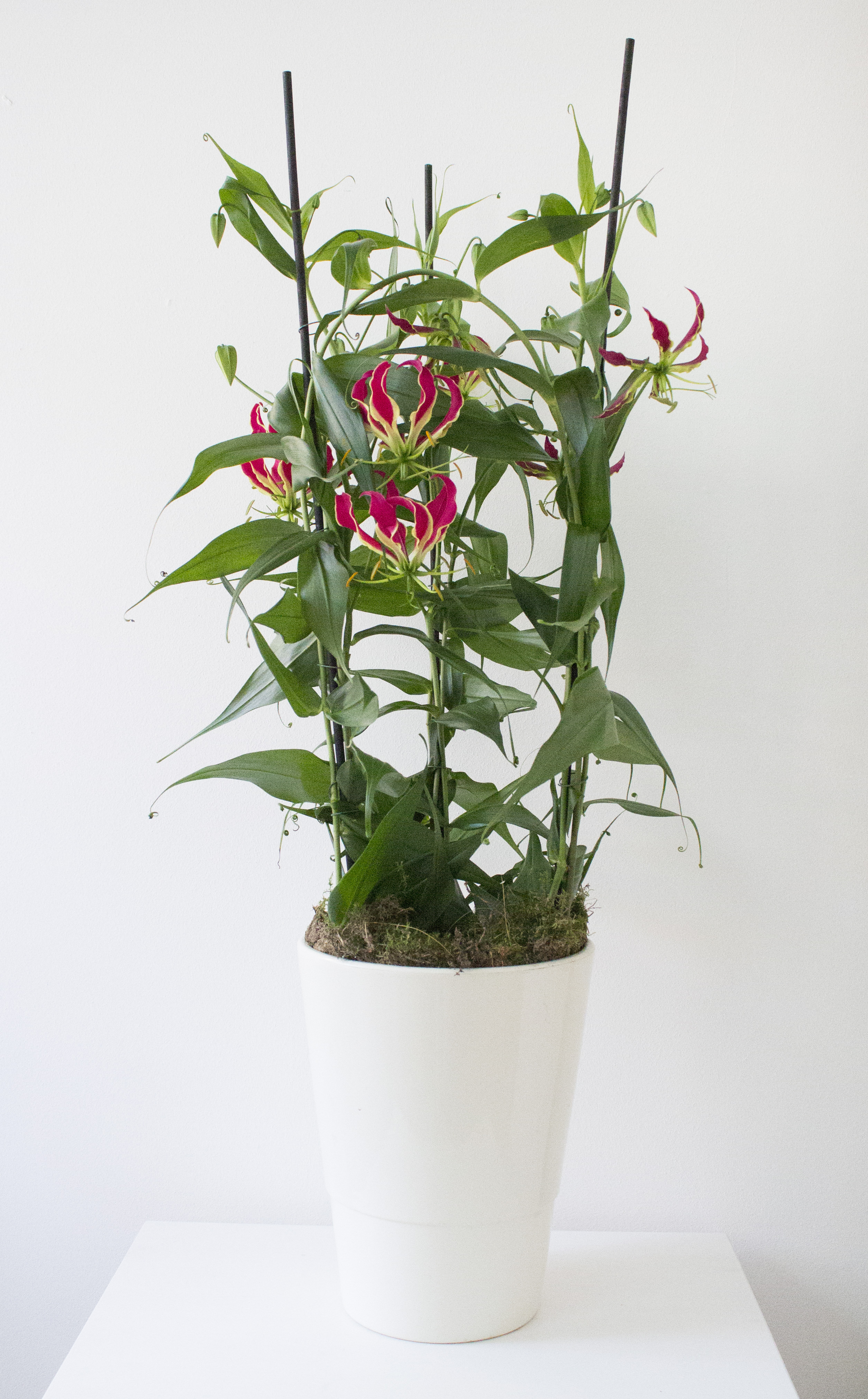 Gloriosa-houseplant-of-the-month-photo-by-Little-Big-Bell