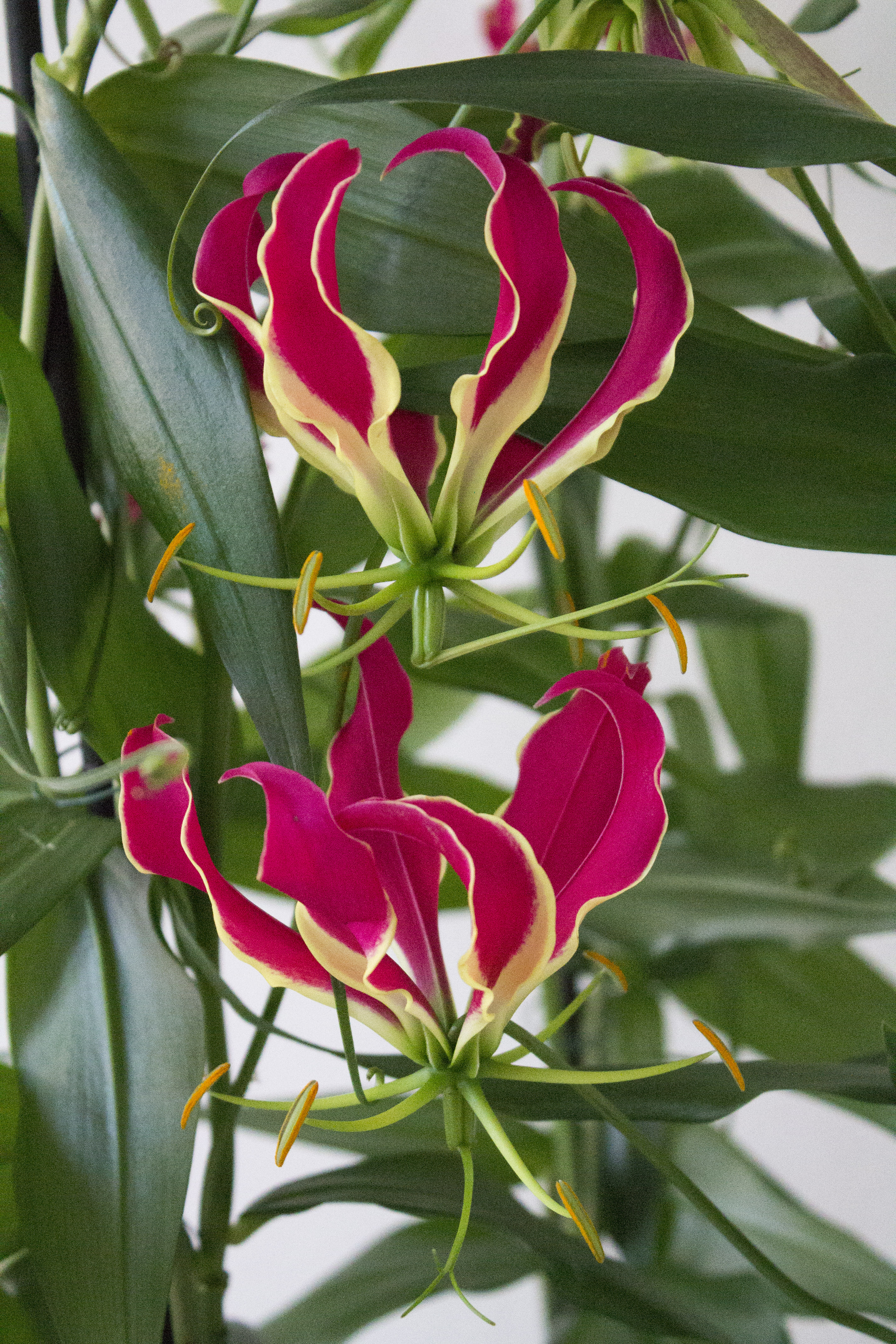 Gloriosa-photo-by-Little-Big-Bell