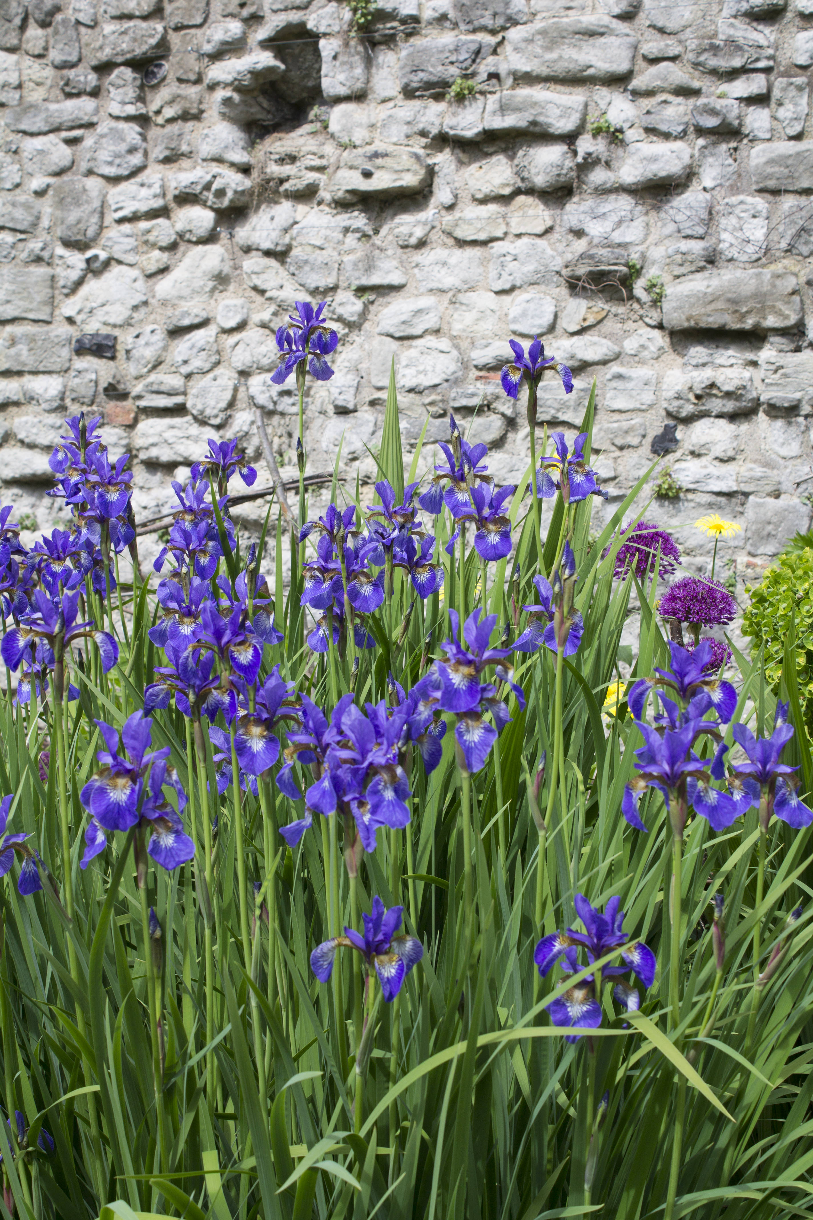 Irises-Eltham-palace-photo-by-Little-Big-Bell
