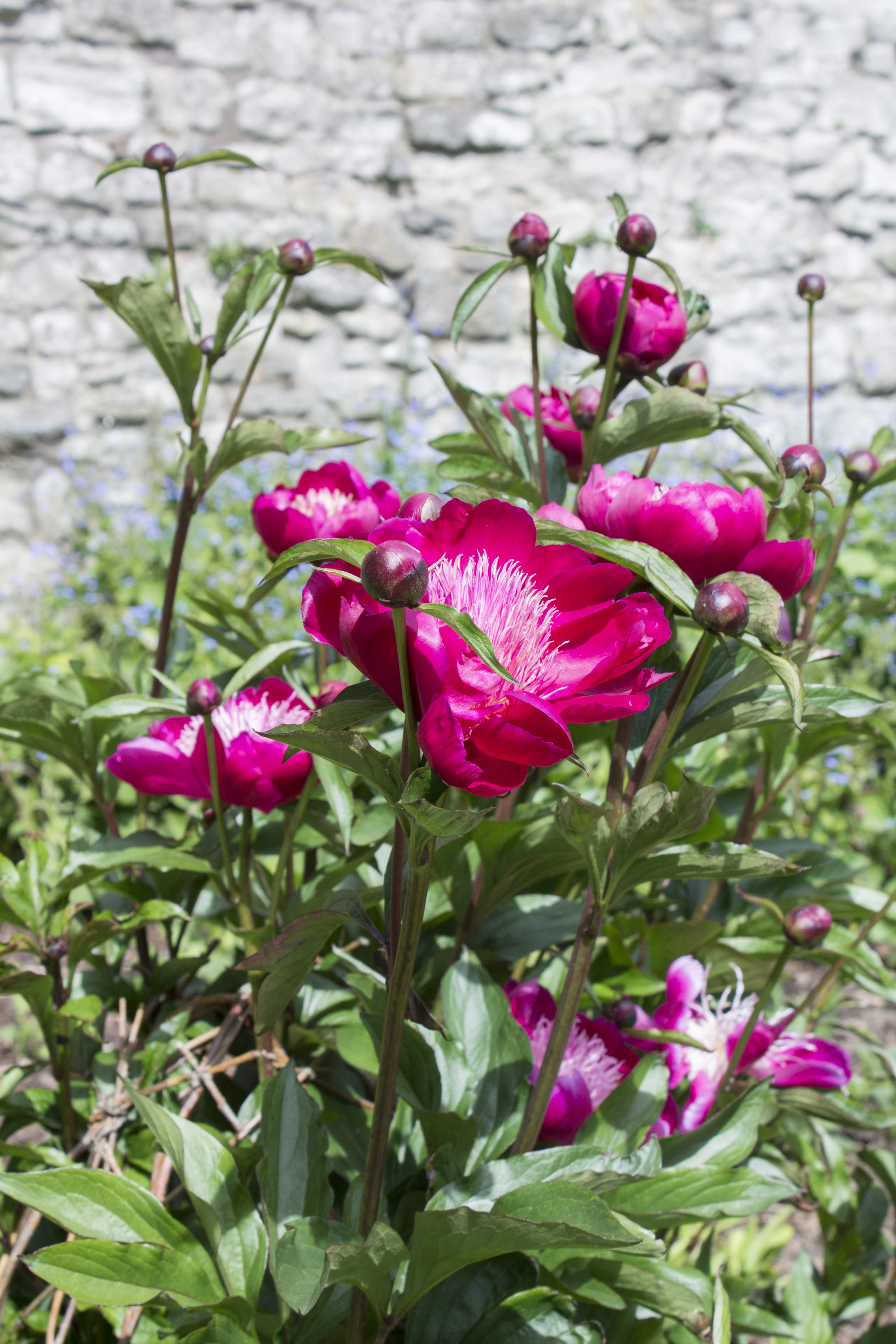 Pink-peonies-at-Eltham-palace-gardens-photo-by-Little-Big-Bell
