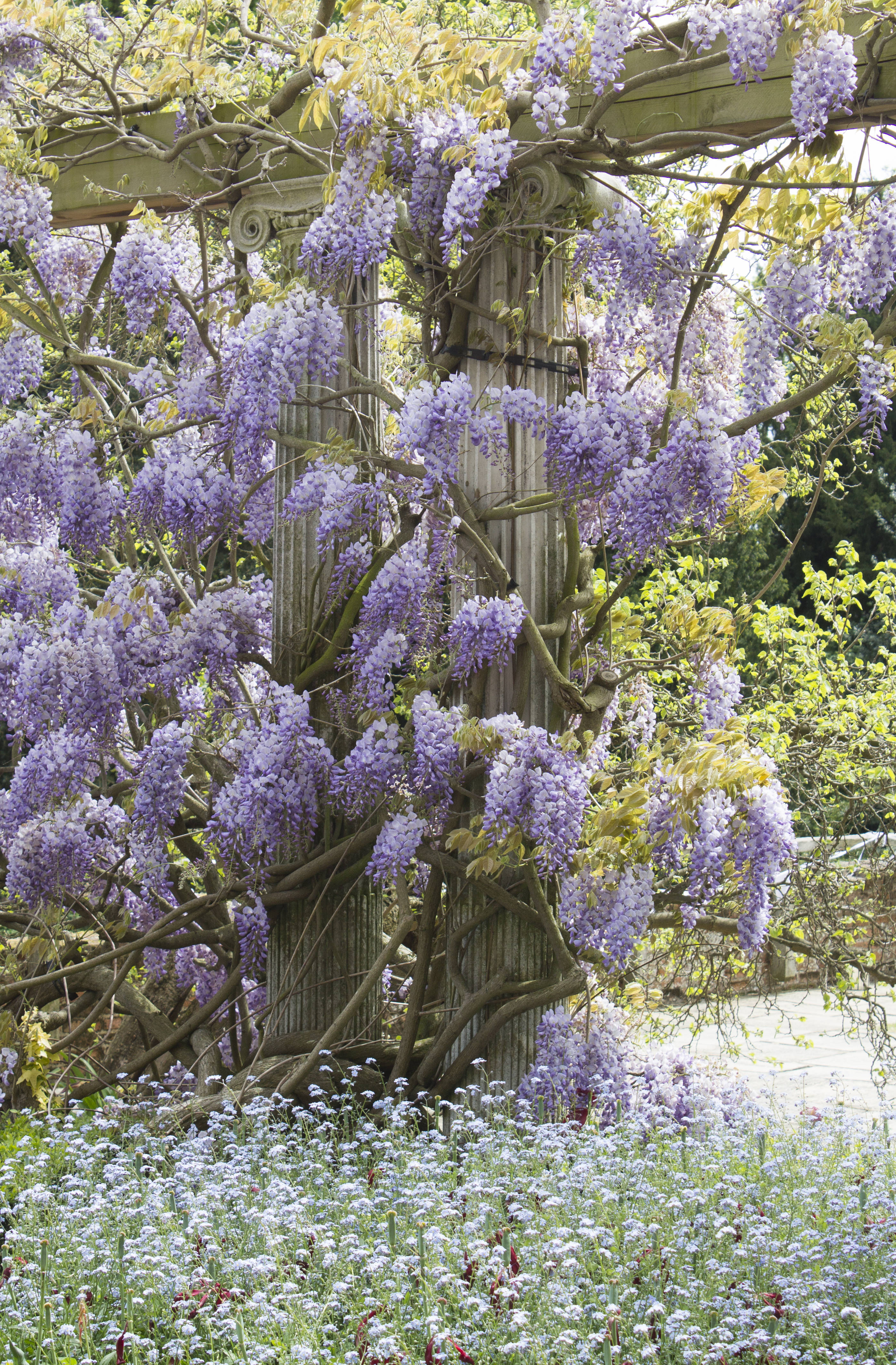 Wisteria-at-Eltham-palace-photo-by-Little-Big-Bell