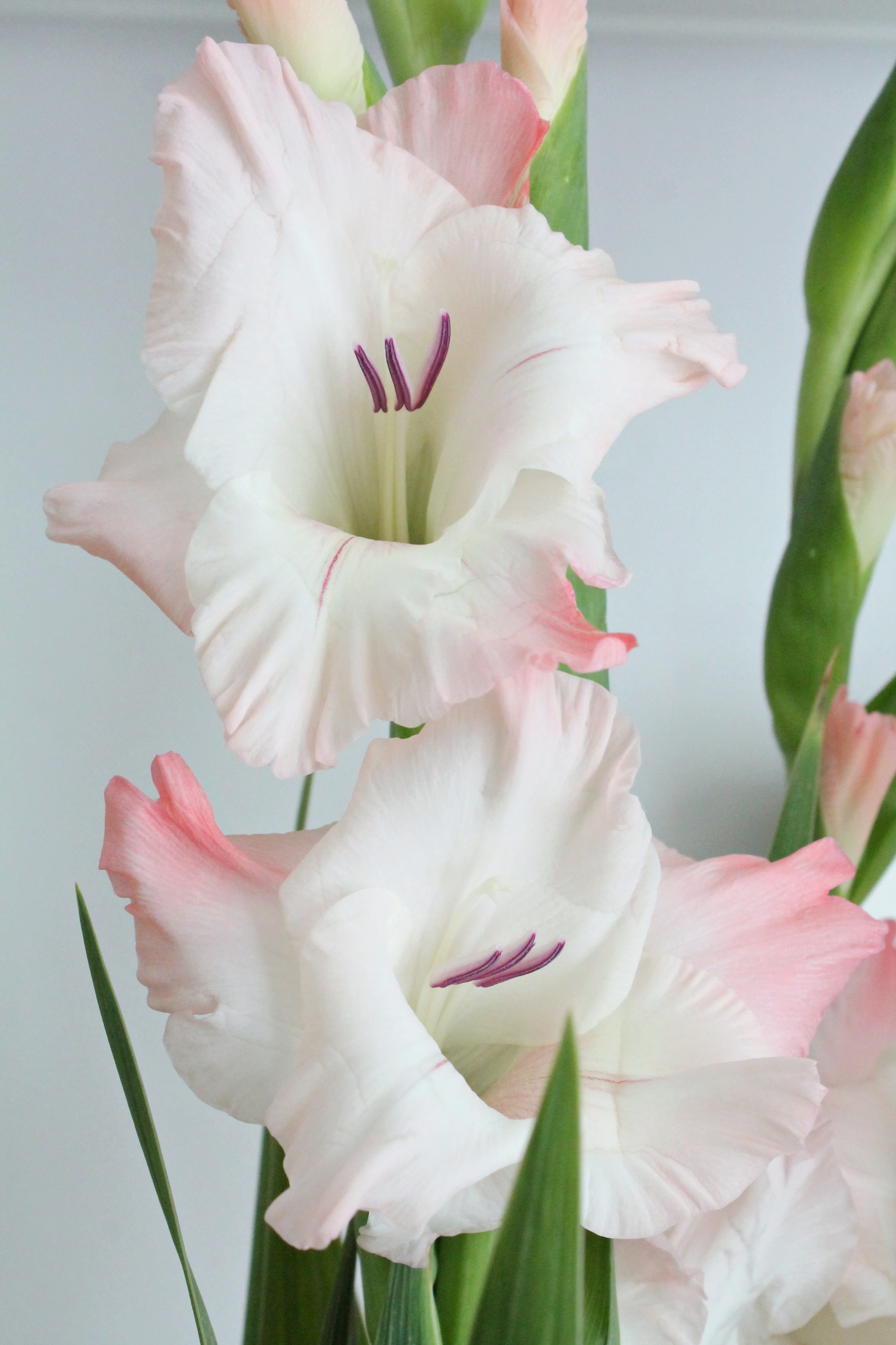 Gladiolus-pink-photo-by-Geraldine-Tan