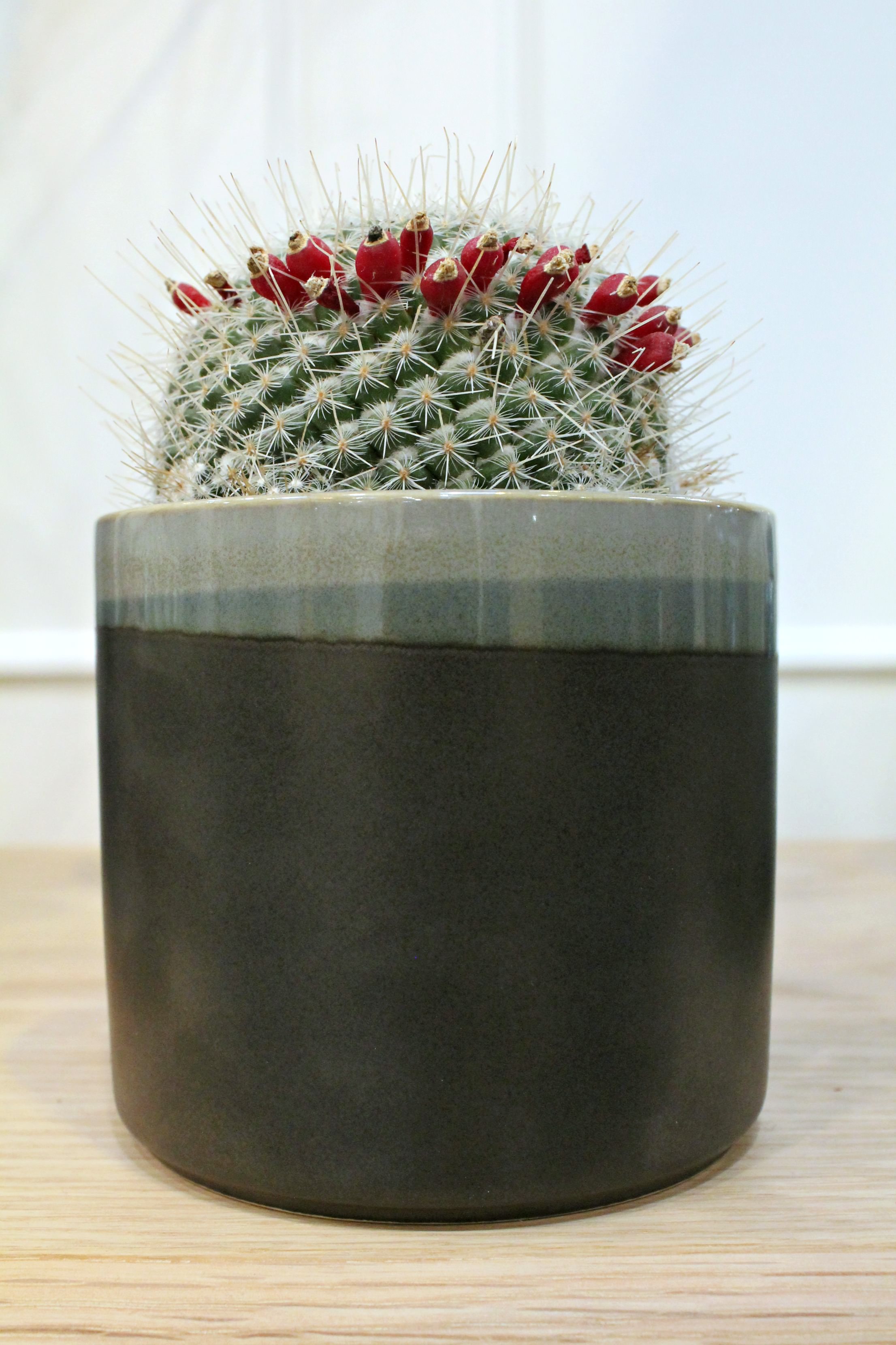 Cactus-in-planter-photo-by-Little-Big-Bell