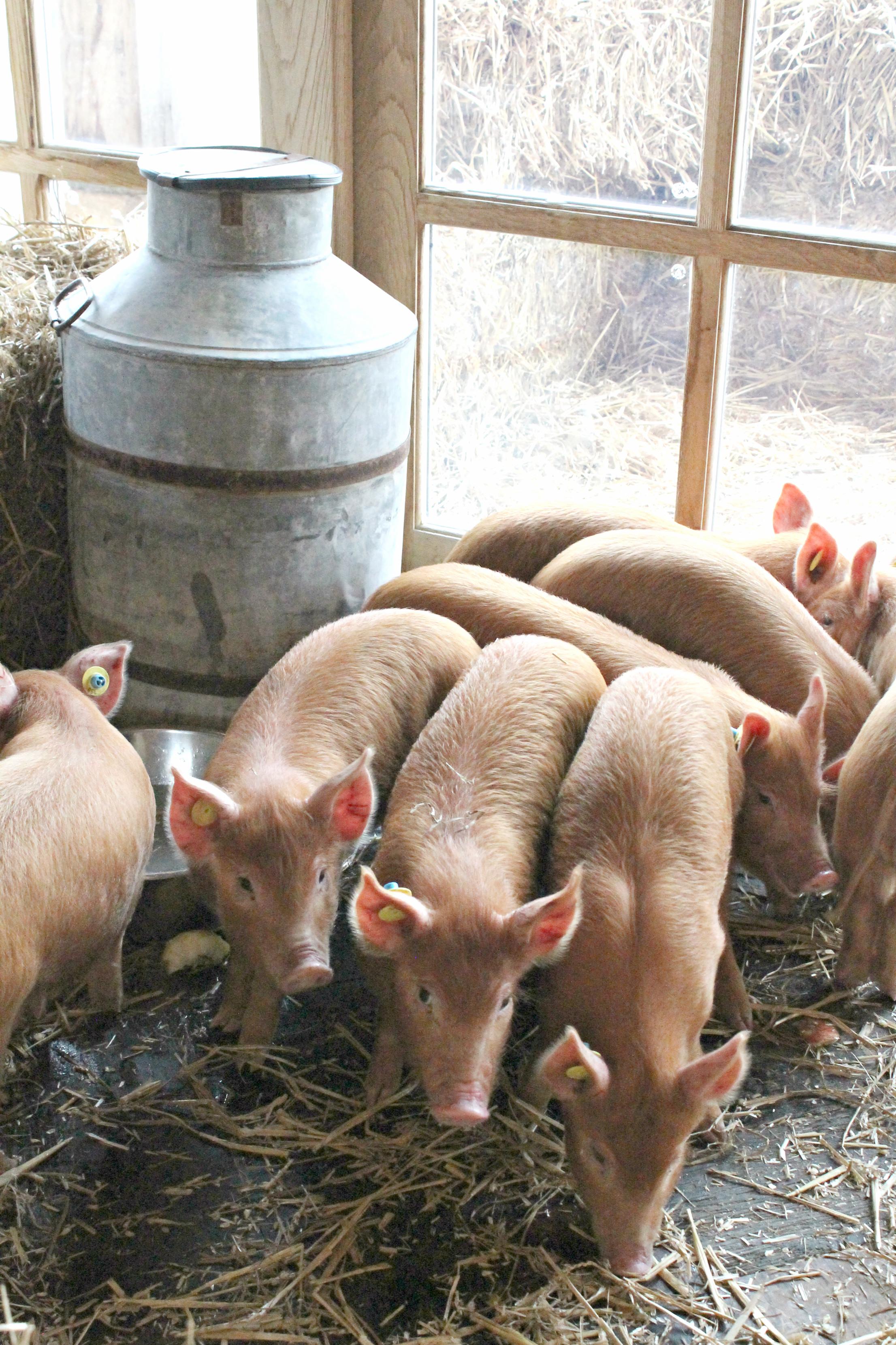 piglets-at-soho-farmhouse-little-big-bell